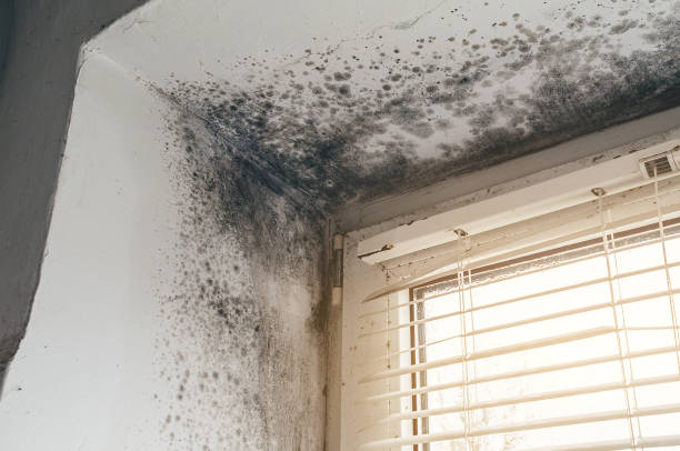 Affordable Mold Cleanup solutions in Waverly, IL