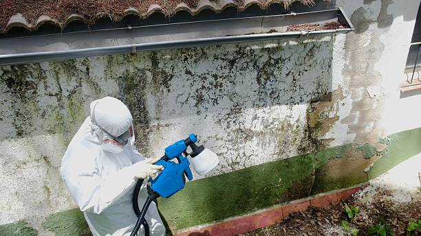 Top rated local Mold Cleanup specialists in Waverly, IL